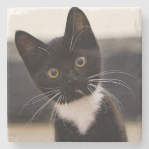Dessous-de-verre En Pierre Chaton noir et blanc mignon de smoking