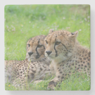 Dessous-de-verre En Pierre Cheetah 001