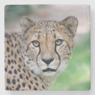 Dessous-de-verre En Pierre Cheetah 009