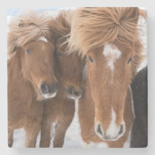 Dessous-de-verre En Pierre Chevaux islandais se blottissent, Islande