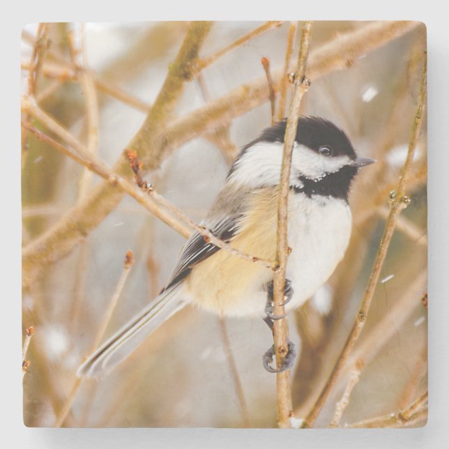 Dessous-de-verre En Pierre Chickadee au plafond noir - Photo originale (Devant)