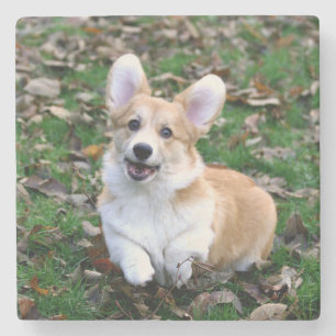 Dessous-de-verre En Pierre Chien de Corgi mignon qui bondit