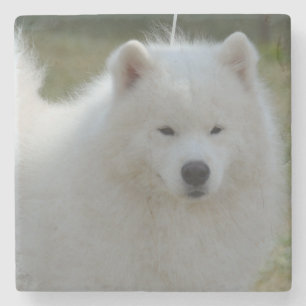 Dessous-de-verre En Pierre Chien esquimau américain blanc pelucheux