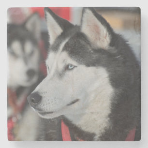 Dessous-de-verre En Pierre Chien husky avant une course, Canada