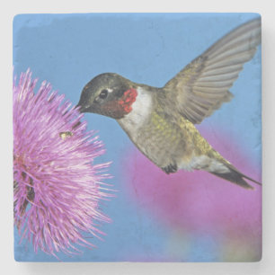 Dessous-de-verre En Pierre Colibri à gorge rubis