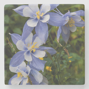 Dessous-de-verre En Pierre Colorado Blue Columbine près de Telluride Colorado