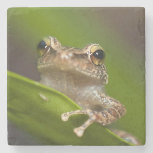 Dessous-de-verre En Pierre Coqui commun, Eleutherodactylus coqui