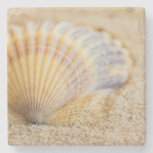 Dessous-de-verre En Pierre Coquillage doux