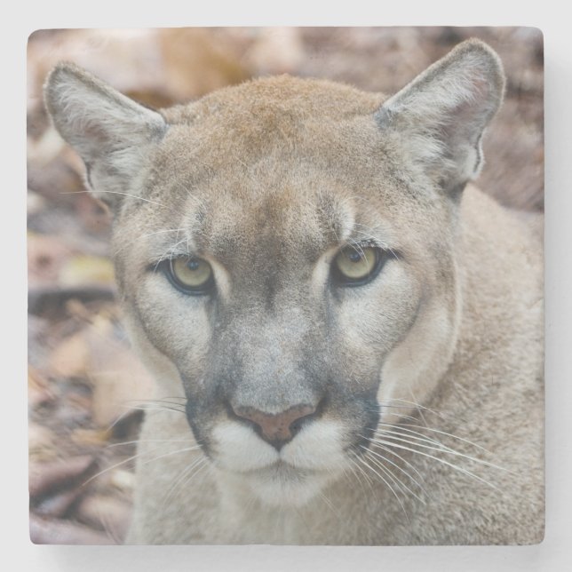 Dessous-de-verre En Pierre Cougar, lion de montagne, panthère de Floride, Pum (Devant)