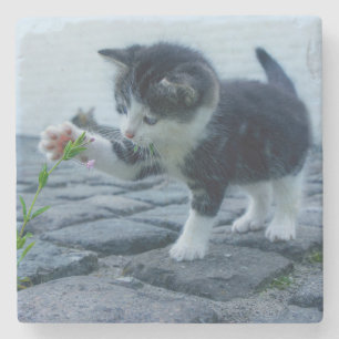 Dessous-de-verre En Pierre Cute Little Kitten Jouer avec une fleur