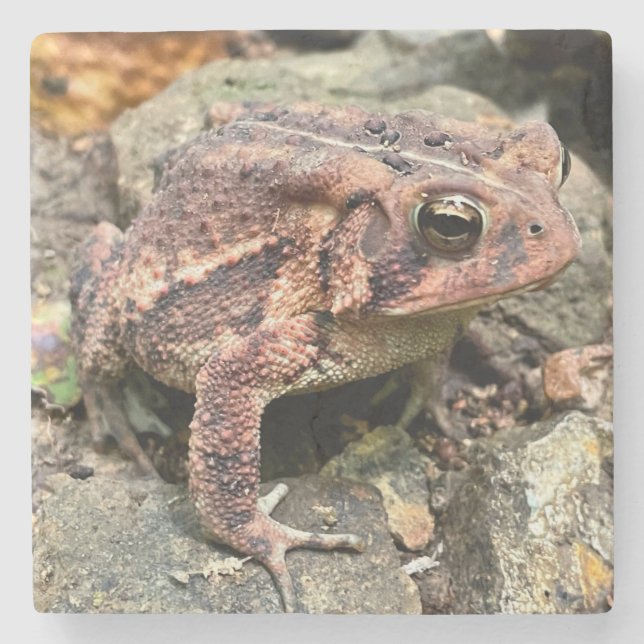 Dessous-de-verre En Pierre Cute Southern Toad Close Up (Devant)