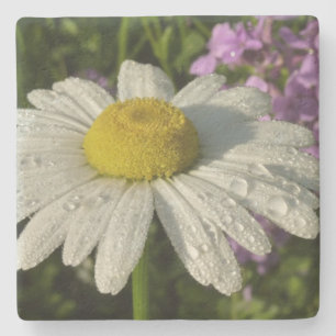 Dessous-de-verre En Pierre Daisy et lilas d'été botanique