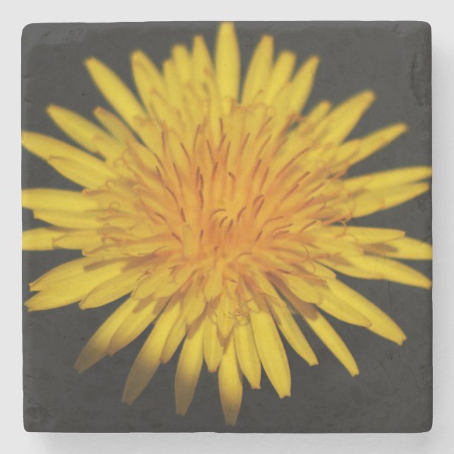 Dessous-de-verre En Pierre Dandelion Flower coastercnm (Devant)