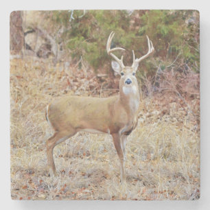 Dessous-de-verre En Pierre Dessous de verre d'art Buck Wild Deer