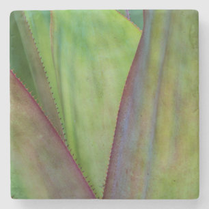 Dessous-de-verre En Pierre Détail de la plante d'Agave