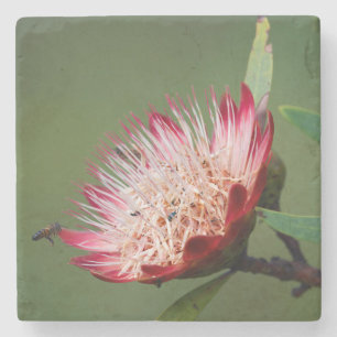 Dessous-de-verre En Pierre Drakensberg Sugarbush (Protea Dracomontana)