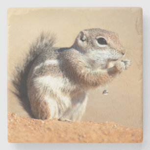 Dessous-de-verre En Pierre Écureuil antilope de Harris (Ammospermophilus)