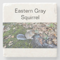 Écureuil gris-oriental