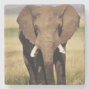 Dessous-de-verre En Pierre Eléphant de Bush en Afrique