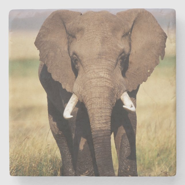 Dessous-de-verre En Pierre Eléphant de Bush en Afrique (Devant)