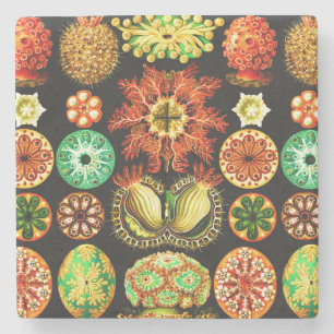 Dessous-de-verre En Pierre Ernst Haeckel Ascidiae