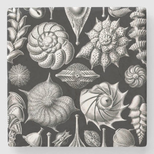 Dessous-de-verre En Pierre Ernst Haeckel Thalamophora II