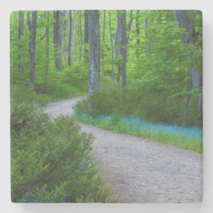 Dessous-de-verre En Pierre États-Unis, Michigan. Chemin à travers les bois