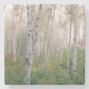 Dessous-de-verre En Pierre États-Unis, New Hampshire. Bouleaux dans le brouil
