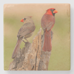 Dessous-de-verre En Pierre États-Unis, Texas, comté de Hidalgo. Couple de car