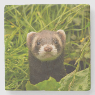 Dessous-de-verre En Pierre Ferret Brown mignon dans l'herbe photo
