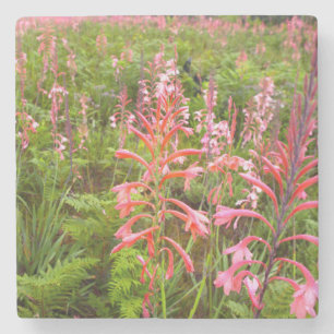 Dessous-de-verre En Pierre Fleur de Bugle Lily (Watsonia), Cap-Oriental