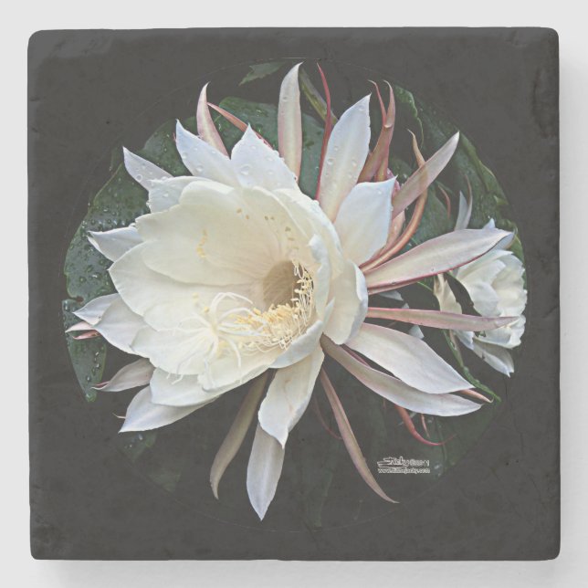 Dessous-de-verre En Pierre Fleur Epiphyte Cactus (Devant)