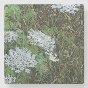 Dessous-de-verre En Pierre Fleur sauvage de dentelle blanche de la reine Anne
