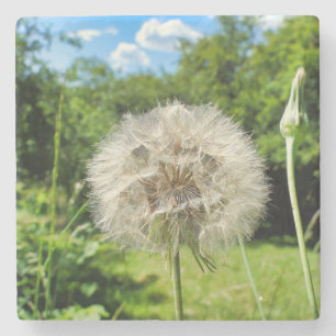 Dessous-de-verre En Pierre Fleur sauvage Goatsbeard