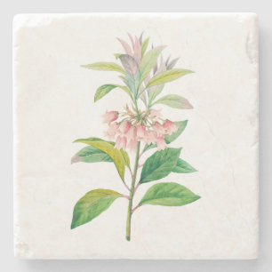Dessous-de-verre En Pierre Fleurs : A013 Redvein Enkianthus -