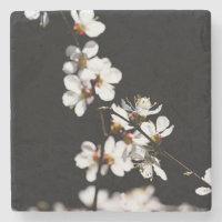 Fleurs Sakura