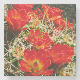 Dessous-de-verre En Pierre Fleurs sauvages de Cactus Claret Cup
