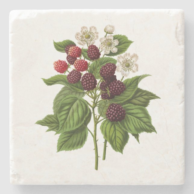 Dessous-de-verre En Pierre Fruits : A014 Blackberry - (Devant)