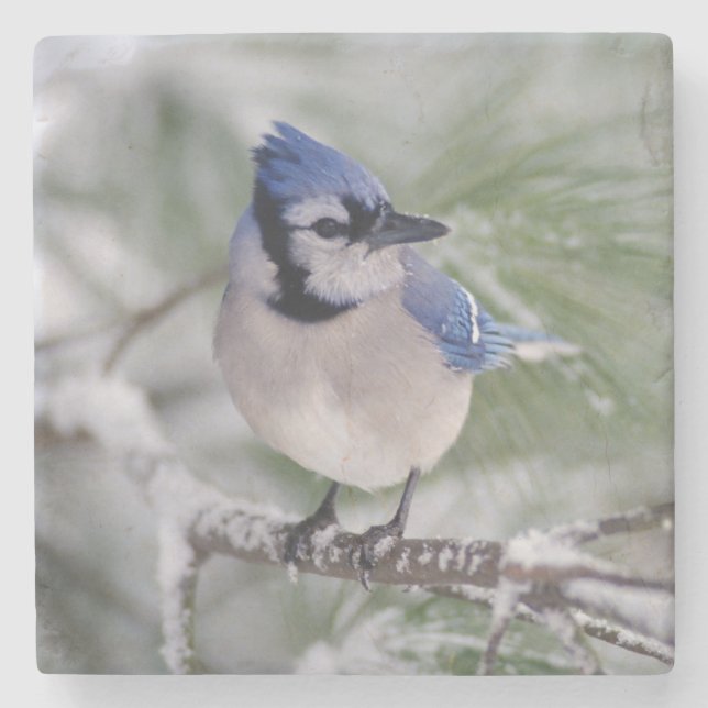 Dessous-de-verre En Pierre Geai bleu, cristata de Cyanocitta (Devant)