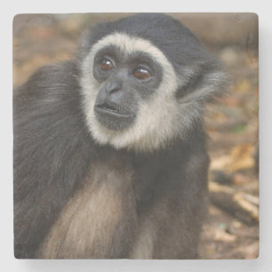 Dessous-de-verre En Pierre Gibbon (Hylobates Lar) à poitrine blanche, singe