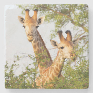 Dessous-de-verre En Pierre Girafes dépassant de la végétation