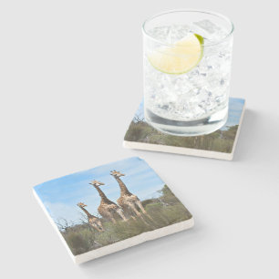 Dessous-de-verre En Pierre Girafes en terrain ensoleillé