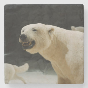 Dessous-de-verre En Pierre Graine d'ours polaire