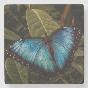 Dessous-de-verre En Pierre Grand, beau, papillon bleu
