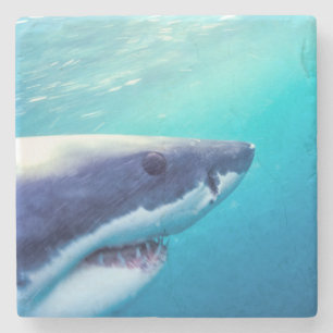 Dessous-de-verre En Pierre Grand requin blanc Afrique du Sud