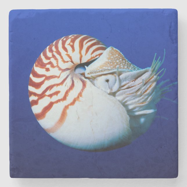 Dessous-de-verre En Pierre Gros Plan De Chambres Nautilus (Devant)