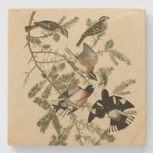 Dessous-de-verre En Pierre Grosbeak à poitrine rose, Oiseaux d'Amérique d'Aud