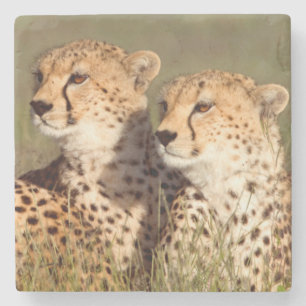 Dessous-de-verre En Pierre Guépard couché dans l'herbe, Ngorongoro Conservati
