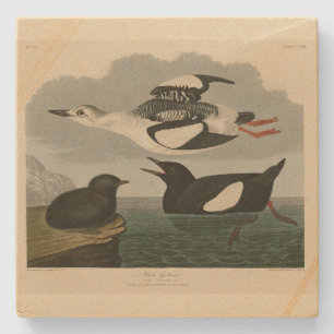 Dessous-de-verre En Pierre Guillemot noir des oiseaux d'Amérique d'Audubon