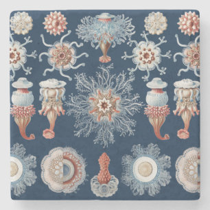 Dessous-de-verre En Pierre Haeckel Art de la Nature Siphonophorae Gravure Anc